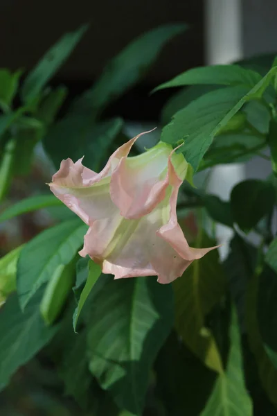 Angel Pembe Trompet Çiçeklerine Yakın Çekim Brugmanya Bitkisi Yazın Çiçek — Stok fotoğraf