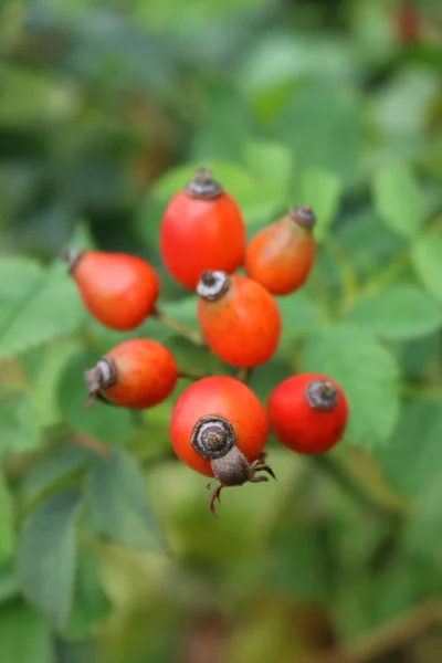 Primo Piano Bacche Rosa Canina Mature Rosse All Inizio Dell — Foto Stock