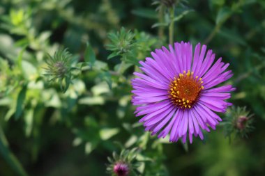 Fotokopi alanı olan yeşil arkaplandaki tek bir mor Aster çiçeğinin yakın çekimi. Aster dumosus