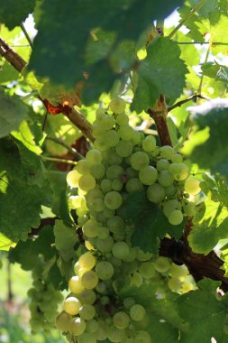 Glera adındaki olgun beyaz üzümlerin yakın çekimi güneş ışığına karşı Prosecco 'yu İtalyan üzüm bağında hasat etmeye hazır hale getirirdi. 