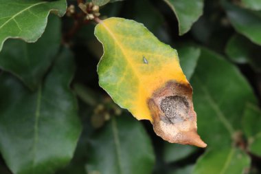 Eleagnus x Ebbingei yapraklarına yakın çekim. Kahverengi ve sarı kuru noktalar. Eleagnus çalısı hastalıklı.