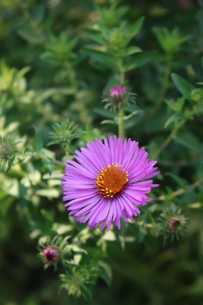 Close Single Purple Aster Flower Green Background Copy Space Aster — Stock Photo, Image