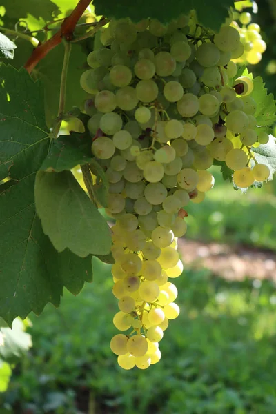 Close Uvas Brancas Maduras Chamado Glera Usado Para Fazer Prosecco — Fotografia de Stock