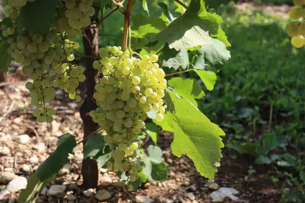 Close Uvas Brancas Maduras Chamado Glera Usado Para Fazer Prosecco — Fotografia de Stock