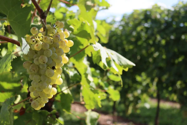 Primer Plano Uvas Blancas Maduras Llamado Glera Utilizado Para Hacer — Foto de Stock