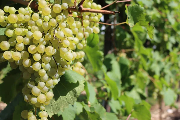 Primer Plano Uvas Blancas Maduras Llamado Glera Utilizado Para Hacer — Foto de Stock