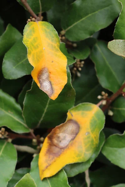 Primo Piano Delle Foglie Eleagnus Ebbingei Con Macchie Secche Marroni — Foto Stock