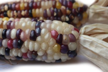 Tahta masada iki kurutulmuş Kızılderili mısır koçanı. Zea mays