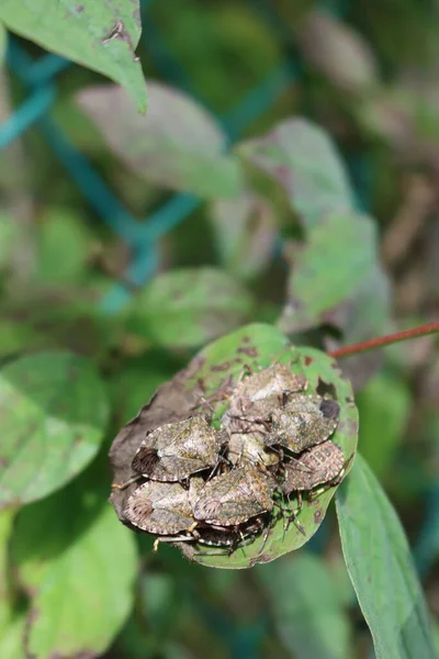 Punaises Bouclier Marbrées Brunes Groupe Sur Une Feuille Verte Insectes — Photo