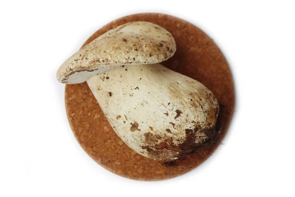 Big White Porcino Mushroom Isolated White Background Boletus Edulis Also — Stock Photo, Image