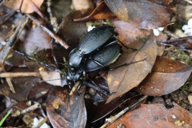 Doğada çiftleşen iki büyük siyah Upis seramboides böceğinin yakın çekimi. Pürüzlü Karanlık Böcek olarak da bilinir. Coleoptera siparişi. Tenebrionidae Ailesi