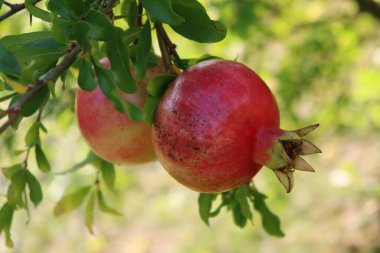 Yeşil yapraklı, olgun kırmızı nar meyvesi. Güneşli bir günde meyveli Punica granatum ağacı