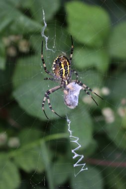 Yaban arısı örümceğinin ağındaki avına yakın çekim. Siyah ve sarı çizgili Argiope bruennichi eşek arısı örümceği 