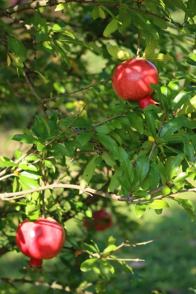 Fruit Grenade Rouge Mûr Sur Branche Aux Feuilles Vertes Punica — Photo