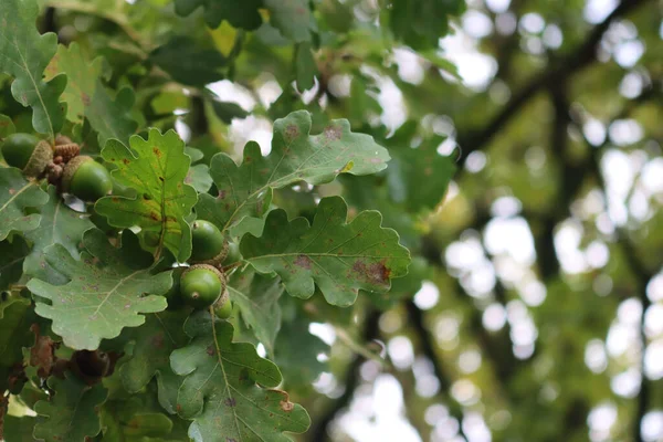 Nueces Verdes Maíz Que Crecen Las Ramas Verano Día Soleado —  Fotos de Stock