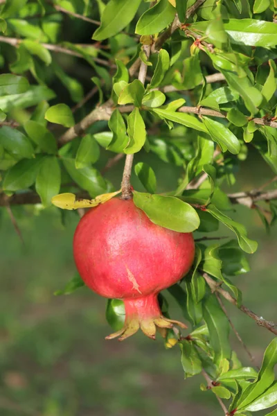 Dojrzały Czerwony Owoc Granatu Gałęzi Zielonymi Liśćmi Punica Granatum Drzewo — Zdjęcie stockowe