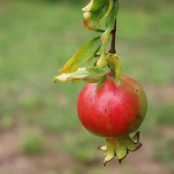 Fruta Romã Vermelha Madura Ramo Com Folhas Verdes Espaço Cópia — Fotografia de Stock