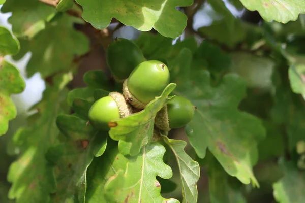 Zielony Acorn Orzechy Rośnie Gałęziach Lecie Słoneczny Dzień Zbliżenie Drzewa — Zdjęcie stockowe