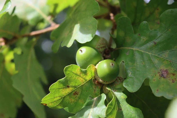 Nueces Verdes Maíz Que Crecen Las Ramas Verano Día Soleado — Foto de Stock