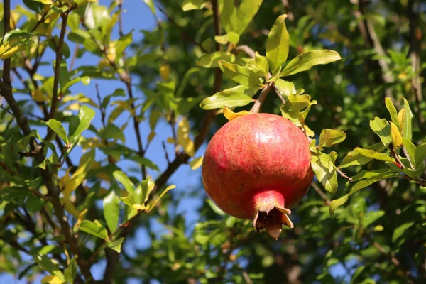 Fruit Grenade Rouge Mûr Sur Branche Aux Feuilles Vertes Punica Photo De Stock