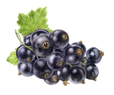 Beyaz arkaplanda siyah frenk üzümü çizimi izole edildi