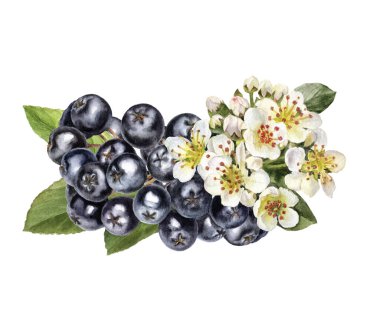 Bunch of chokeberry aronia berry with flowers and leaves composition watercolor illustration isolated on white background.