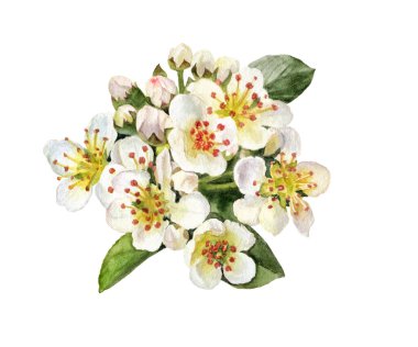 Böğürtlen aronası çiçekleri. Beyaz arkaplanda izole edilmiş suluboya çizimi..