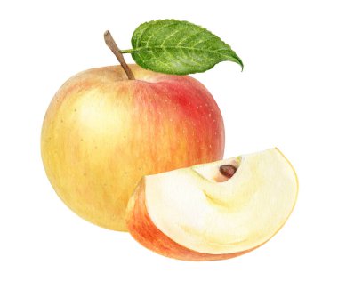 Dilimlenmiş suluboya resimli Apple Cox Orange beyaz arkaplanda izole edilmiş