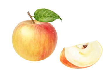 Dilimlenmiş suluboya resimli Apple Cox Orange beyaz arkaplanda izole edilmiş