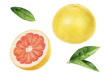 Pembe greyfurt, beyaz arkaplanda izole edilmiş suluboya resimlerini detaylandırır