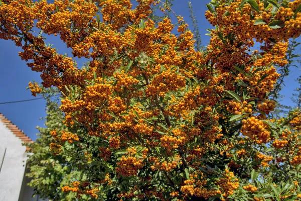 Оранжевые Ягоды Дереве Перед Домом Ягоды Освещаются Осенним Солнцем Украшают — стоковое фото