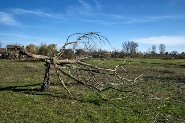 Vecchio Tronco Albero Rotto Una Tempesta Che Ricorda Tempesta — Foto Stock