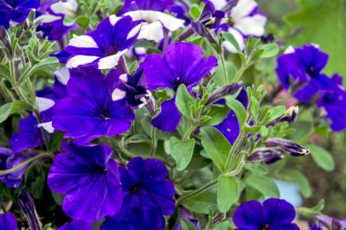 Güzel dekoratif bitkiler Petunya müşterileri bekliyor..