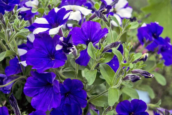 Schöne Zierpflanzen Blühen Petunien Warten Auf Kunden — Stockfoto