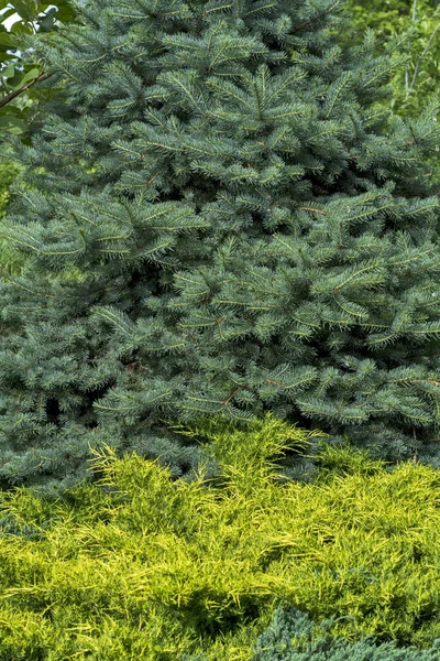 Bellissimi Alberi Ornamentali Sempreverdi Nel Giardino Creano Una Bella Immagine — Foto Stock