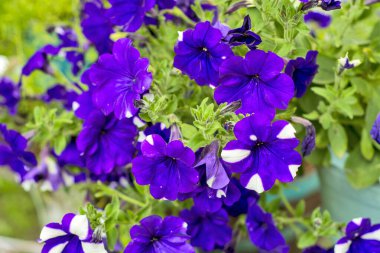 Güzel dekoratif bitkiler Petunya müşterileri bekliyor..