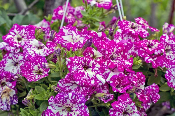 Hermosas Plantas Decorativas Flor Petunia Esperando Los Clientes —  Fotos de Stock