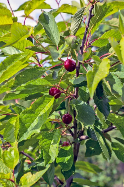 Cherries Sunlit Tree Cherries Yet Fully Ripe — Stok fotoğraf