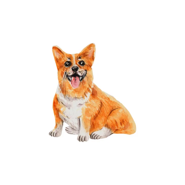 Korgi Breed Dog Realistic Watercolor Illustration Home Pet Cute Sitting — Stock Photo, Image