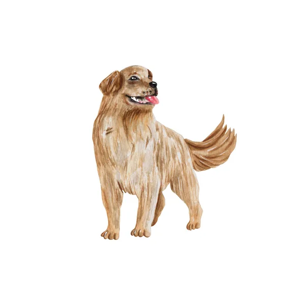 Retriever Hoduje Psa Realistyczna Ilustracja Akwarelowa Domowe Zwierzę Słodki Szczeniaczek — Zdjęcie stockowe