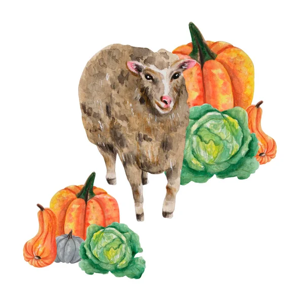 Watercolor Design Sheep Vegetables Pumpkins Cabbage Harvest Festival Template Farm — Stock Photo, Image