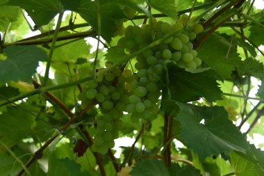 Bahçedeki yeşil üzümler