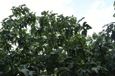 Ağaçtaki incirler doğal bir çevrede arka plan olarak kullanılıyor.;