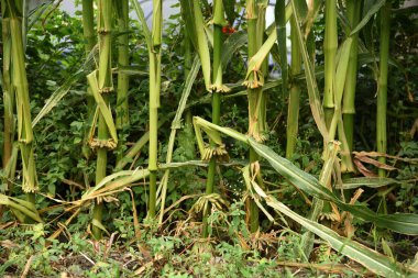 Vahşi mısır gövdeleri vahşi doğada