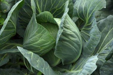 Bahçede taze yeşil lahana