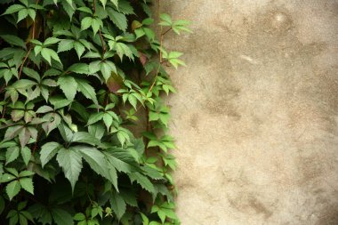 Bitki duvarın yarısını kaplamış.