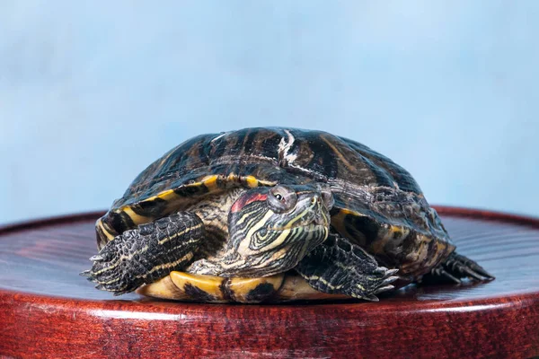 Die Schildkröte Auf Dem Zielstrich Mit Einem Verschlafenen Blick — Stockfoto