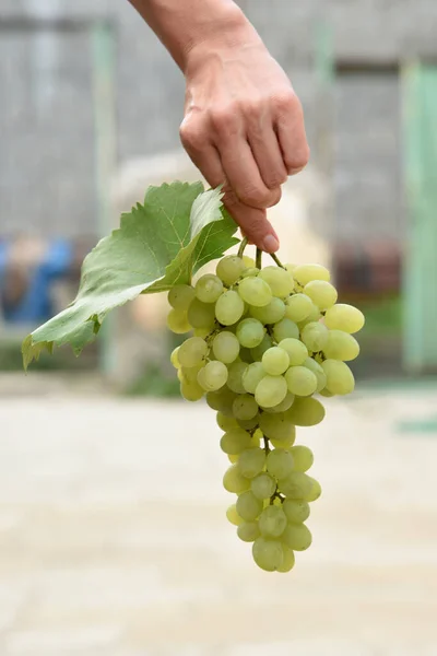 Аппетитная Спелая Кисть Зеленого Винограда Руке — стоковое фото