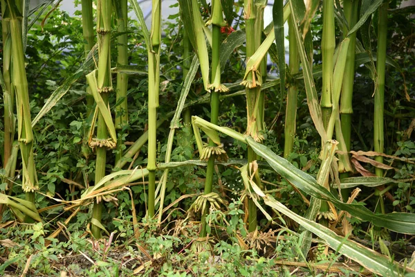 Vahşi mısır gövdeleri vahşi doğada