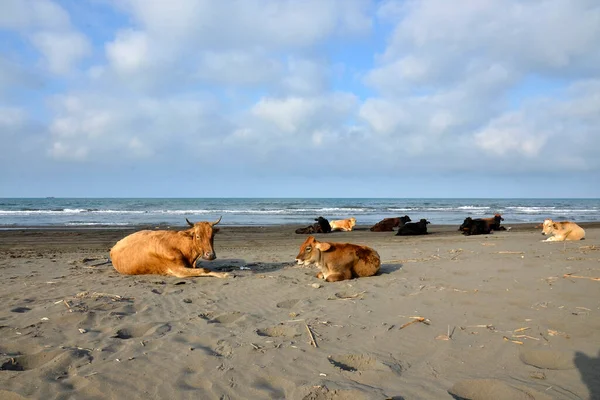 Коровы Лежат Красном Песке Пляжа Берегу Синего Моря — стоковое фото